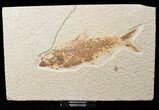 Bargain Knightia Fossil Fish - Wyoming #16475-1